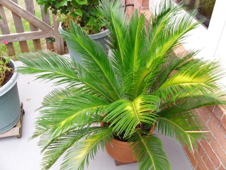 Your Central Texas Sago Palm Is Yellowing From the Bottom Up Because of This Fall Manganese Shortage