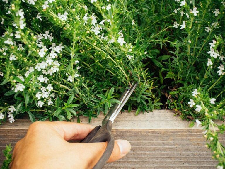 7 Florida Herbs That Keep Producing All Season When You Prune Them the Florida Way