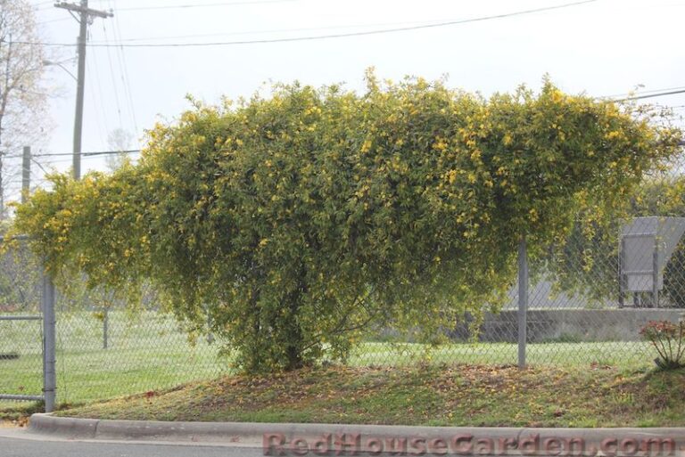 The North Carolina Native Vines You Plant Once and They Swallow an Ugly Chain-Link Fence for Decades
