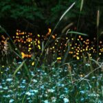 Texas gulf muhly turns your yard into a better firefly habitat with almost no upkeep
