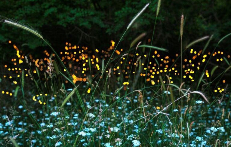 Texas gulf muhly turns your yard into a better firefly habitat with almost no upkeep