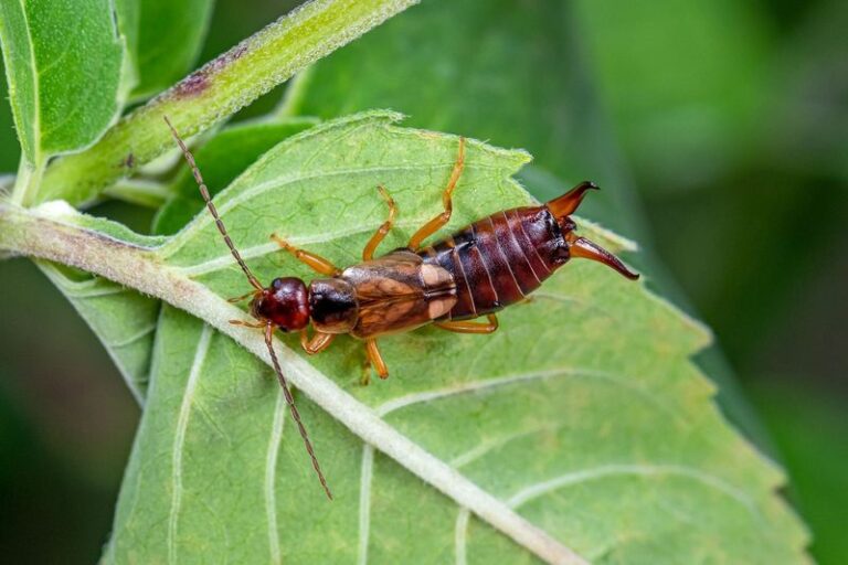 California earwigs chew through seedlings overnight, and this is how to stop the damage fast