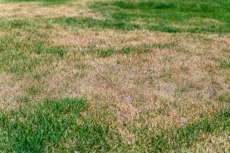 Your Grass Seed Keeps Failing Because the Lawn Problem Starts Before You Ever Sow It