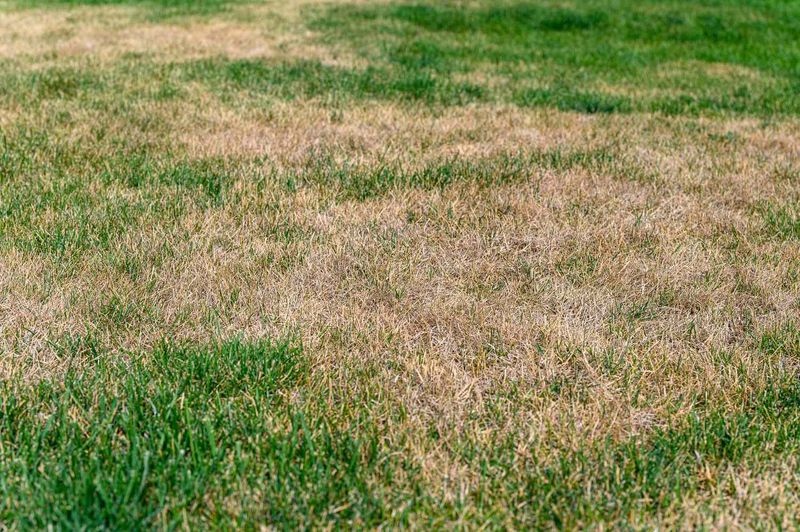 Your Grass Seed Keeps Failing Because the Lawn Problem Starts Before You Ever Sow It