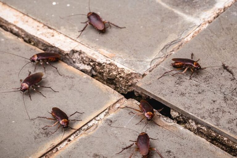 7 Florida Yard Habits That Quietly Invite Roaches Toward Your House This Fall