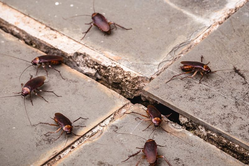 7 Florida Yard Habits That Quietly Invite Roaches Toward Your House This Fall