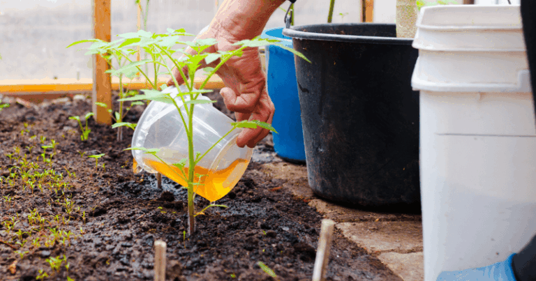 Compost Tea for Tomatoes: A Modest Homemade Supplement, Not a Size Guarantee
