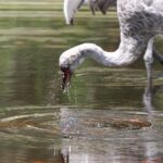 Sandhill Cranes Keep Coming Back to Florida Yards That Offer These 7 Features