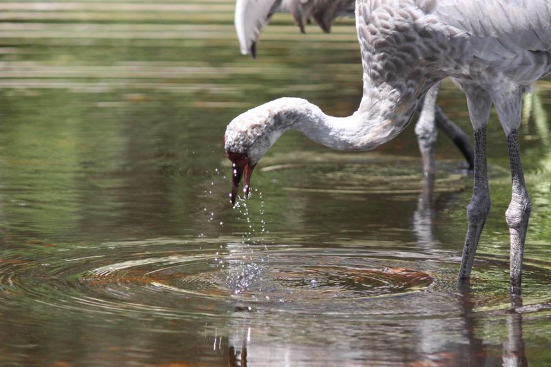Sandhill Cranes Keep Coming Back to Florida Yards That Offer These 7 Features