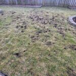 Something Keeps Digging Small Cone-Shaped Holes in Your Lawn Overnight — Here Are the Everyday Spots Quietly Drawing Skunks In