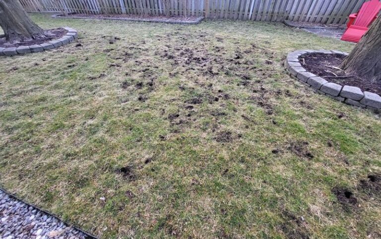 Something Keeps Digging Small Cone-Shaped Holes in Your Lawn Overnight — Here Are the Everyday Spots Quietly Drawing Skunks In