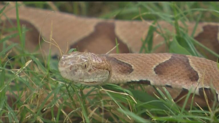 Why Central Texas Yards Are Seeing More Copperheads Near the Porch This Fall