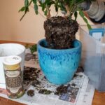 Your Christmas Cactus Sits Rootbound and Stops Blooming – Here’s How to Repot It So It Thrives Again