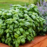 What North Carolina Gardeners Do To Get Basil That Keeps Producing Long After the Summer Heat Tries To Bolt It