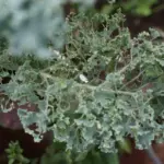 Your Central Texas Kale Seedlings Are Being Shredded Overnight by Cabbage Loopers This Fall