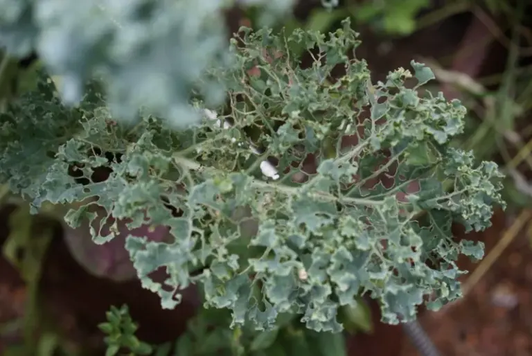Your Central Texas Kale Seedlings Are Being Shredded Overnight by Cabbage Loopers This Fall