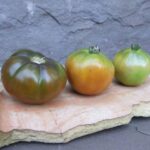 The One Thing North Carolina Tomatoes Need in Early Fall or the Late Fruit Never Ripens Before Frost