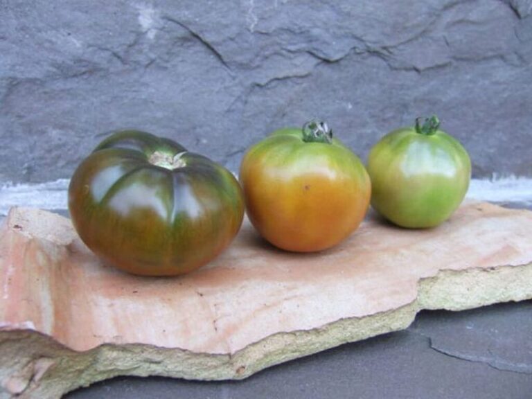 The One Thing North Carolina Tomatoes Need in Early Fall or the Late Fruit Never Ripens Before Frost