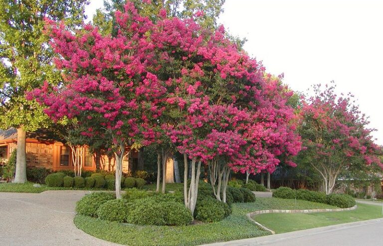 Do Not Make a Major Fall Cut on Your Central Texas Crape Myrtles – Plan Selective Late-Winter Pruning Instead