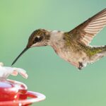 Your Hummingbirds Vanished and It’s Not the Nectar – Here Are the Yard Spots Quietly Scaring Them Off