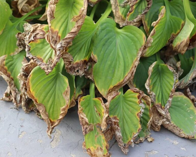 Your Hostas Keep Looking Rough Because of 4 Easy-to-Miss Care Mistakes