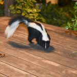 The California Yard Habits That Quietly Invite Skunks Under Your Deck, and the Ones to Break First