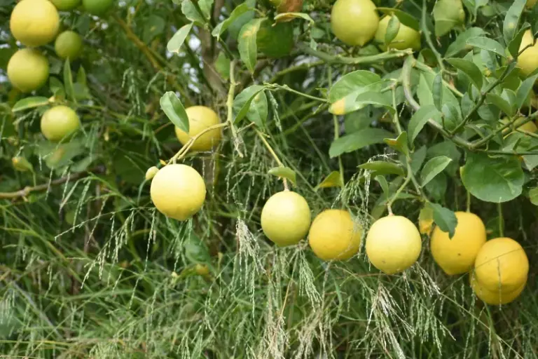Why Your California Meyer Lemons Stay Green Long After You Expect Them to Turn Yellow, and What’s Really Going On