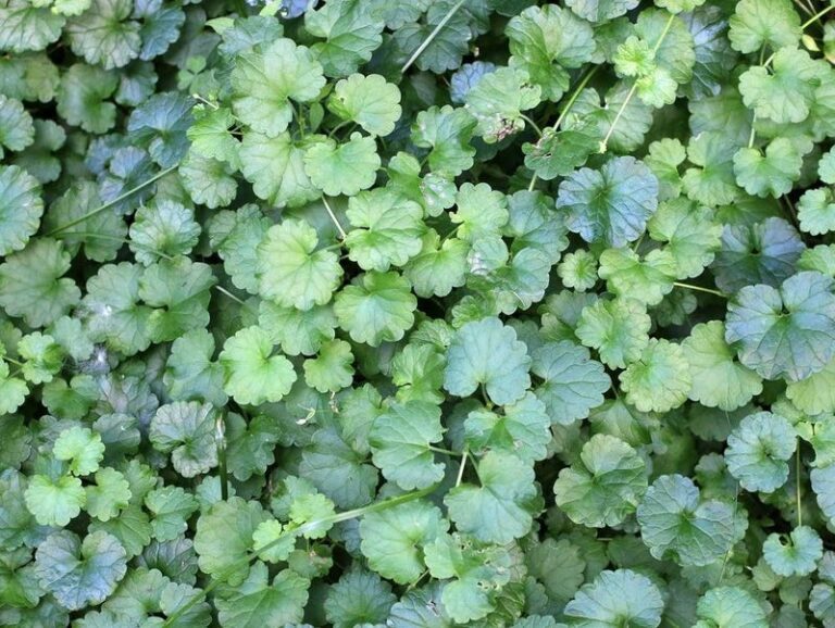 Creeping Charlie Keeps Taking Over Your Lawn – Here Are the No-Chemical Tricks That Finally Stop It