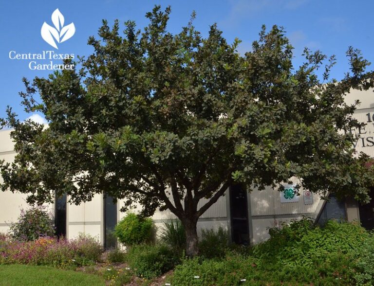 The Native Texas Shade Tree Serious Homeowners Are Planting This Fall That Big-Box Stores Never Stock
