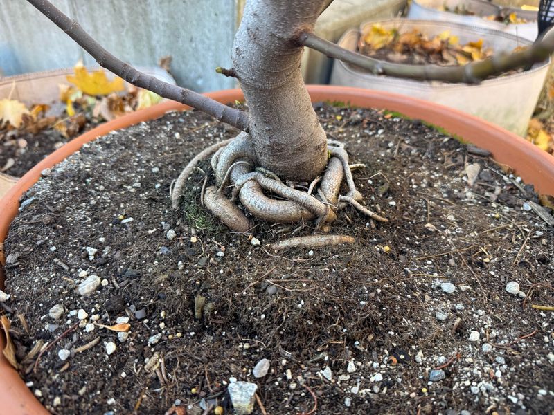 Your Potted Fig Tree Starts Stalling Out When the Container Is the Problem