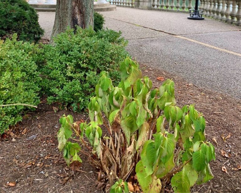 Your Hydrangeas Wilt by Afternoon No Matter How Much You Water – Here’s the Watering Slip Quietly Behind It