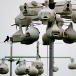 Purple Martins Leave Your Central Texas Yard Early This Fall When the Housing Sits Wrong