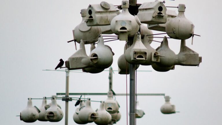 Purple Martins Leave Your Central Texas Yard Early This Fall When the Housing Sits Wrong