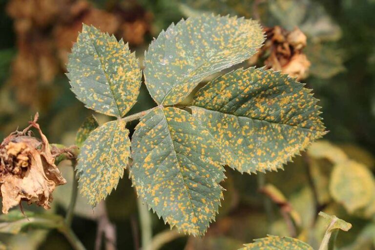 Why Your California Rose Leaves Suddenly Turn Yellow in the Late-Summer Heat, and the Common Fix That Makes It Worse
