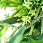 7 Florida Yard Plants That Quietly Draw Snakes In – and the Native Cover to Plant Instead