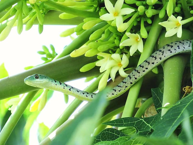 7 Florida Yard Plants That Quietly Draw Snakes In – and the Native Cover to Plant Instead