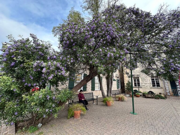 The Small Native Texas Trees Whose Roots Stay Put Instead of Buckling Your Patio and Walkway