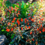 The Defensible-Space Plants California Counties Actually Recommend, and Why They Surprise Homeowners