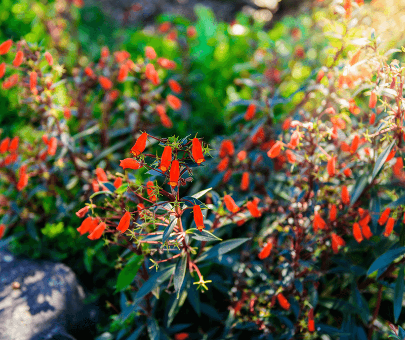 The Defensible-Space Plants California Counties Actually Recommend, and Why They Surprise Homeowners