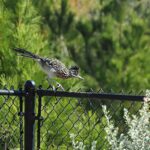 The Meaning Behind a Roadrunner Pausing on Your Central Texas Fence at Dawn