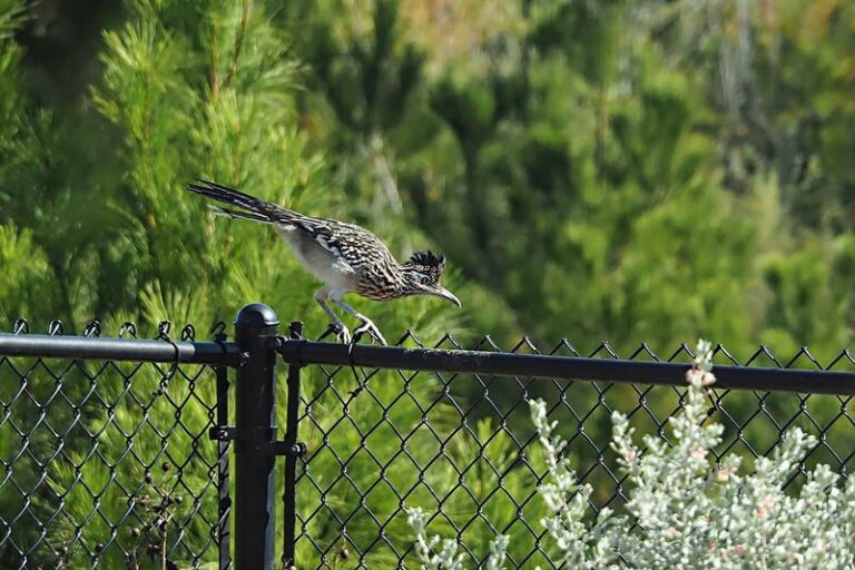 The Meaning Behind a Roadrunner Pausing on Your Central Texas Fence at Dawn