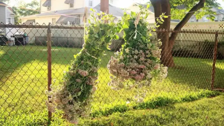 The Underrated North Carolina Herb You Should Cut and Dry Right Now Before Its Flavor Fades This Fall