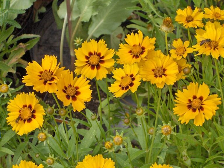 The Native Texas Perennial Worth Splitting and Replanting This Fall So It Doubles Its Blooms Next Summer