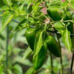 Jalapeños in Central Texas stop thickening their fruits when hot nights block pollination