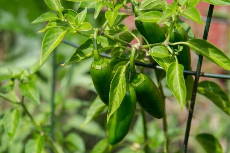 Jalapeños in Central Texas stop thickening their fruits when hot nights block pollination