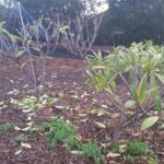 Why Your California Plumeria Suddenly Starts Drooping in Fall, and What It Needs Before Cool Nights Hit