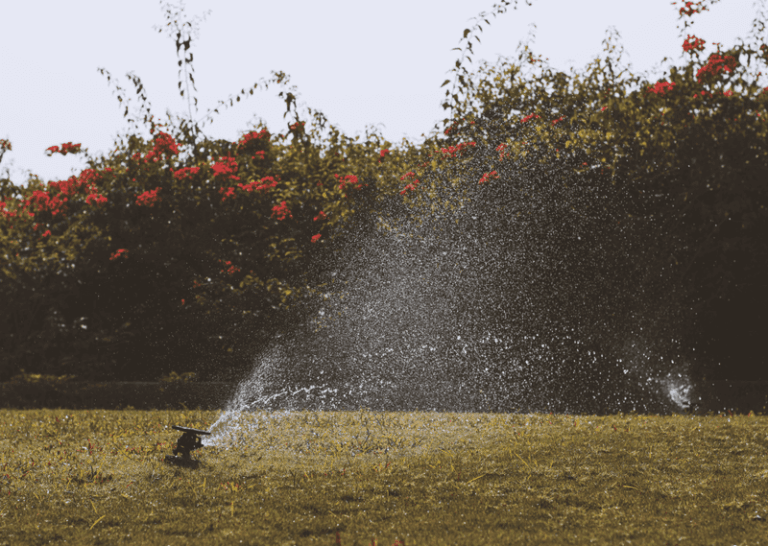 Why Watering Your California Garden at Noon During a Heat Wave Quietly Backfires on the Plants You’re Trying to Save