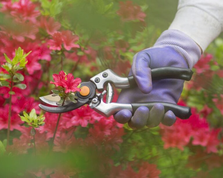 Your Azaleas May Already Be Setting Next Spring’s Flowers, So Hold Off on Routine Shaping