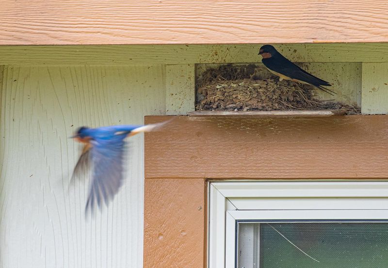 What It Means When Barn Swallows Start Nesting Under Your Central Texas Eaves Each Fall