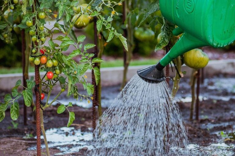 Daily Watering Shrinks Your Tomato Harvest Faster Than You Think